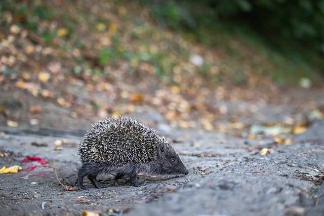 勇记：追梦完成核磁共振检查，后续根据治疗效果观察伤势反应