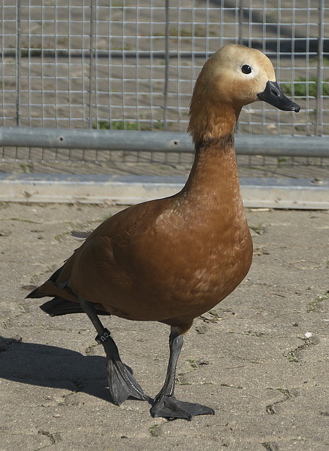 开俱乐部高